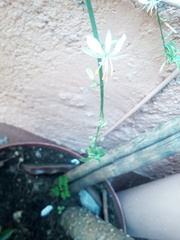 Chlorophytum comosum