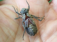 Neurocordulia yamaskanensis