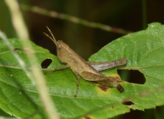 Maculiparia rotundata