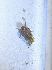 Ponana rubida
