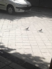 Streptopelia senegalensis