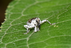 Peridinetus irroratus
