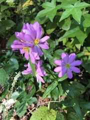 Sabatia capitata