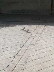 Streptopelia senegalensis