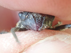 Neurocordulia yamaskanensis