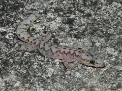Amalosia lesueurii