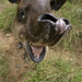 Tapir Centroamericano - Photo (c) Brian Gratwicke, algunos derechos reservados (CC BY-NC)