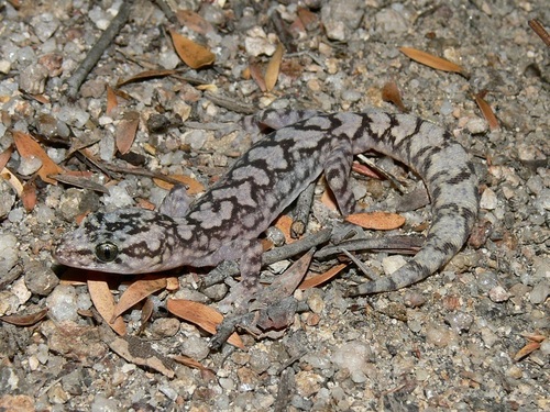 Lesueur's Gecko, Amalosia lesueurii
