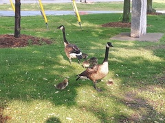 Branta canadensis