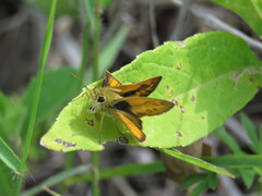 Polites vibex praeceps