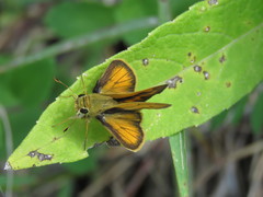 Polites vibex praeceps