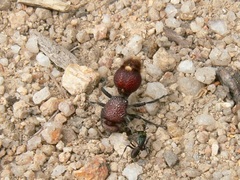 Ephutomorpha ferruginata