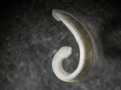 Erpobdellidae