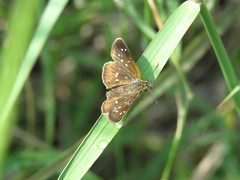 Piruna penaea