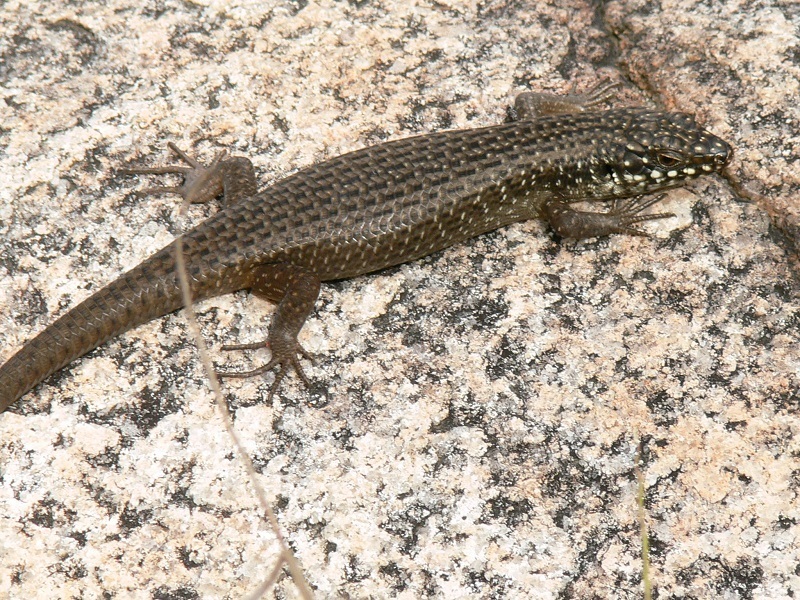 Eastern Crevice Skink