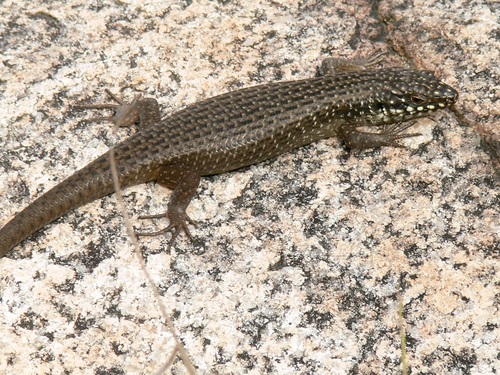 Eastern Crevice Skink
