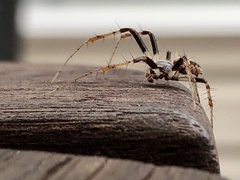 Metepeira labyrinthea