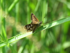 Piruna penaea