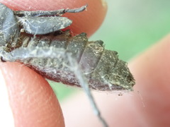 Neurocordulia yamaskanensis