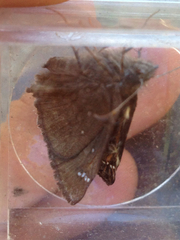 Erynnis propertius