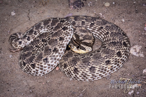 Mexican Hognose Snake
