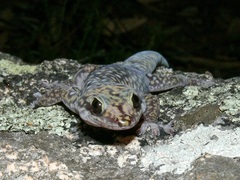 Oedura tryoni