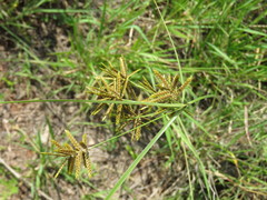 Cyperus spectabilis