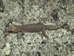 Oedura tryoni