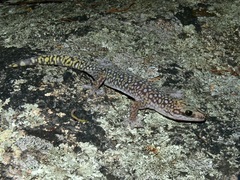 Oedura tryoni