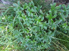 Alchemilla alpigena