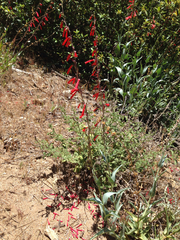 Penstemon centranthifolius