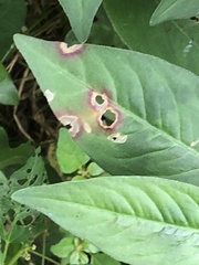 Septoria polygonorum