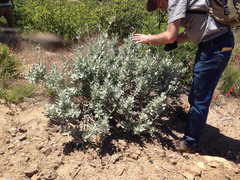 Eriodictyon tomentosum