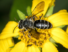 Andrena aliciae