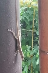 Anolis antonii