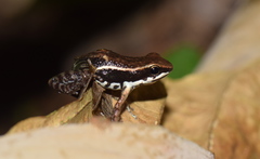 Epipedobates boulengeri