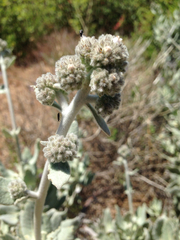 Eriodictyon tomentosum