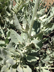 Eriodictyon tomentosum