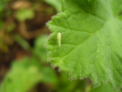 Anzygina agni