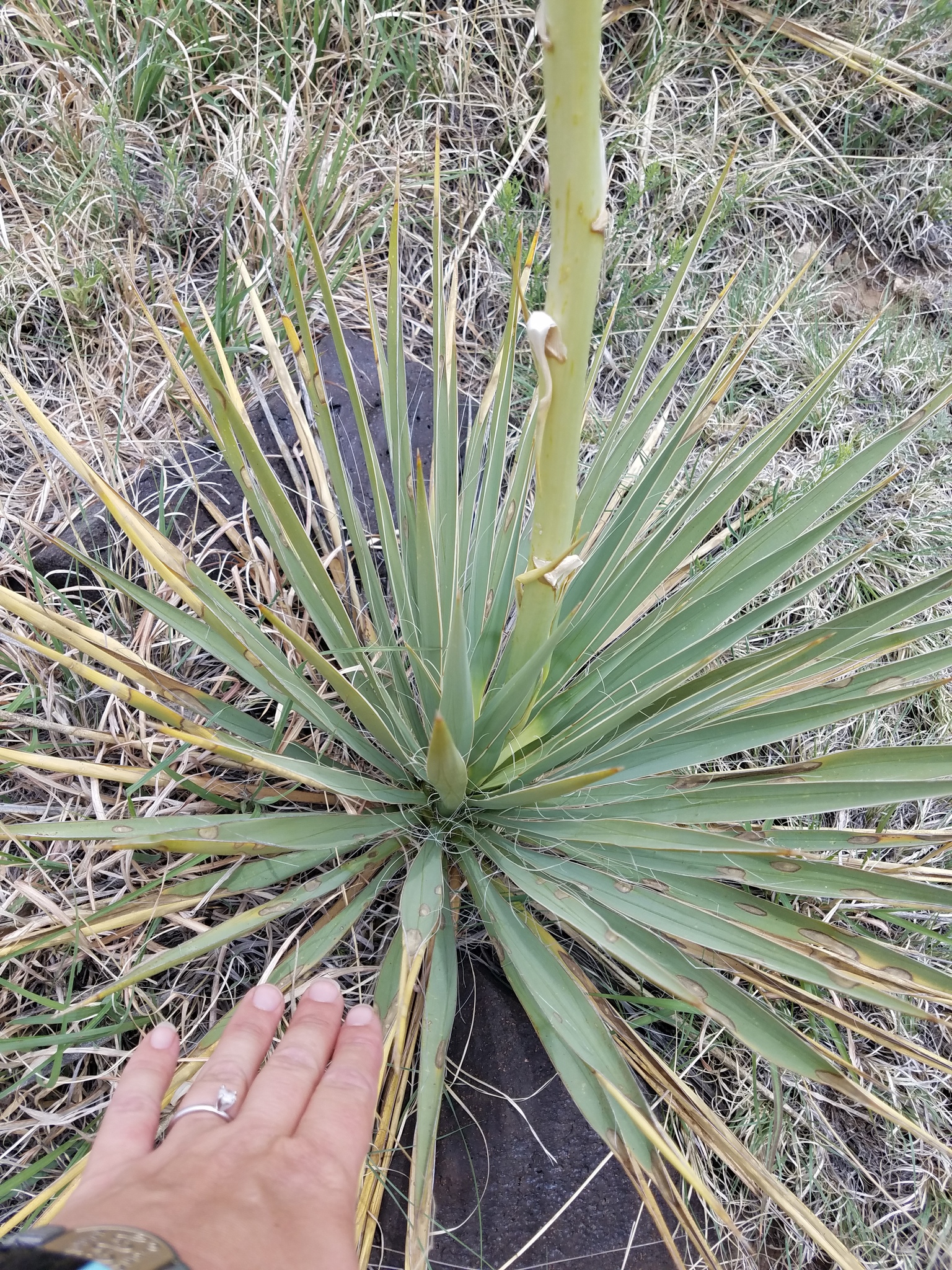 Yucca neomexicana