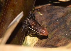 Epipedobates boulengeri