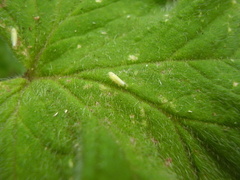 Anzygina agni