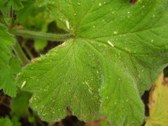 Anzygina agni