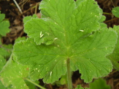 Anzygina agni