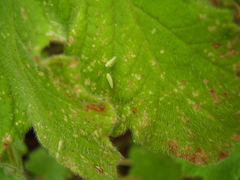 Anzygina agni