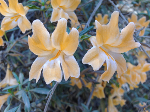 Chaparral bush monkeyflower (Diplacus linearis)
