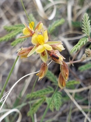 Hoffmannseggia drepanocarpa