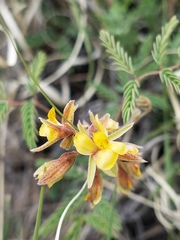 Hoffmannseggia drepanocarpa