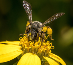 Andrena aliciae
