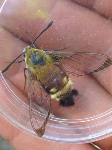 iNaturalist observation photo of Rocky Mountain Clearwing